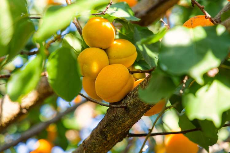 630 Claverley Road Hundalee_30