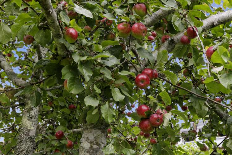 84 Crowther Road Wainuiomata_33