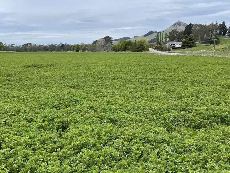 Palmerston-Dunback Road/Switchback Road Palmerston_15