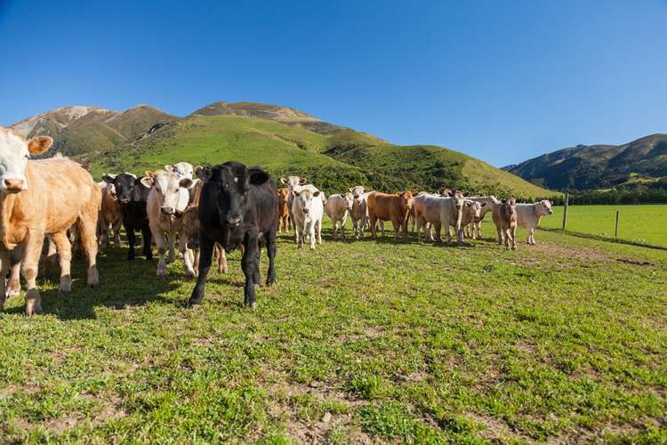 3276 Inland Kaikoura Road Stag And Spey_11