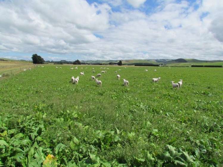 734 Crichton Road Milton_21