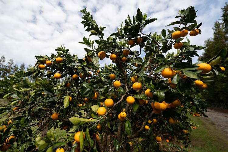 908A Te Ahu Ahu Road, Waimate North Kerikeri_9