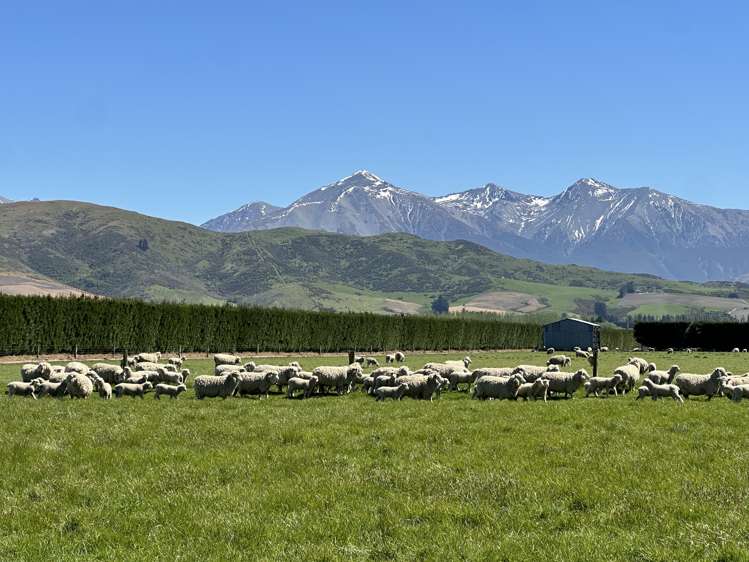 677 Pig Saddle Road_5