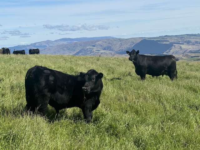 665-901 Tima Burn Road Teviot_2