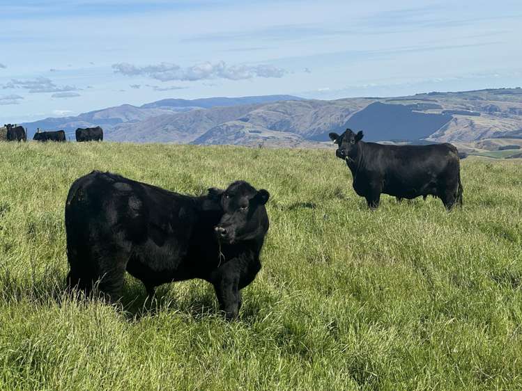 665-901 Tima Burn Road Teviot_2