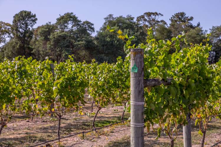 46 Waipipi Road Opaki_11