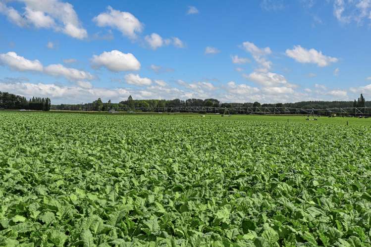 47 Wilson Road Timaru_35