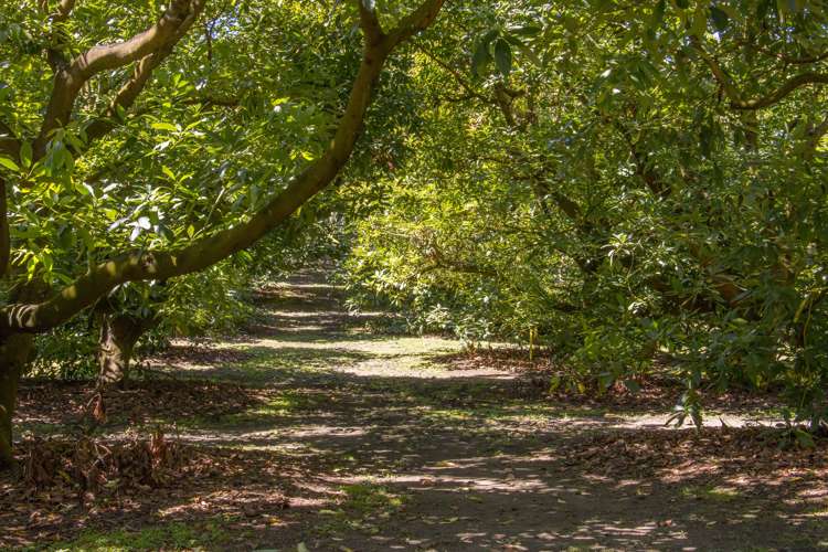 Old Highway Whakamarama_19