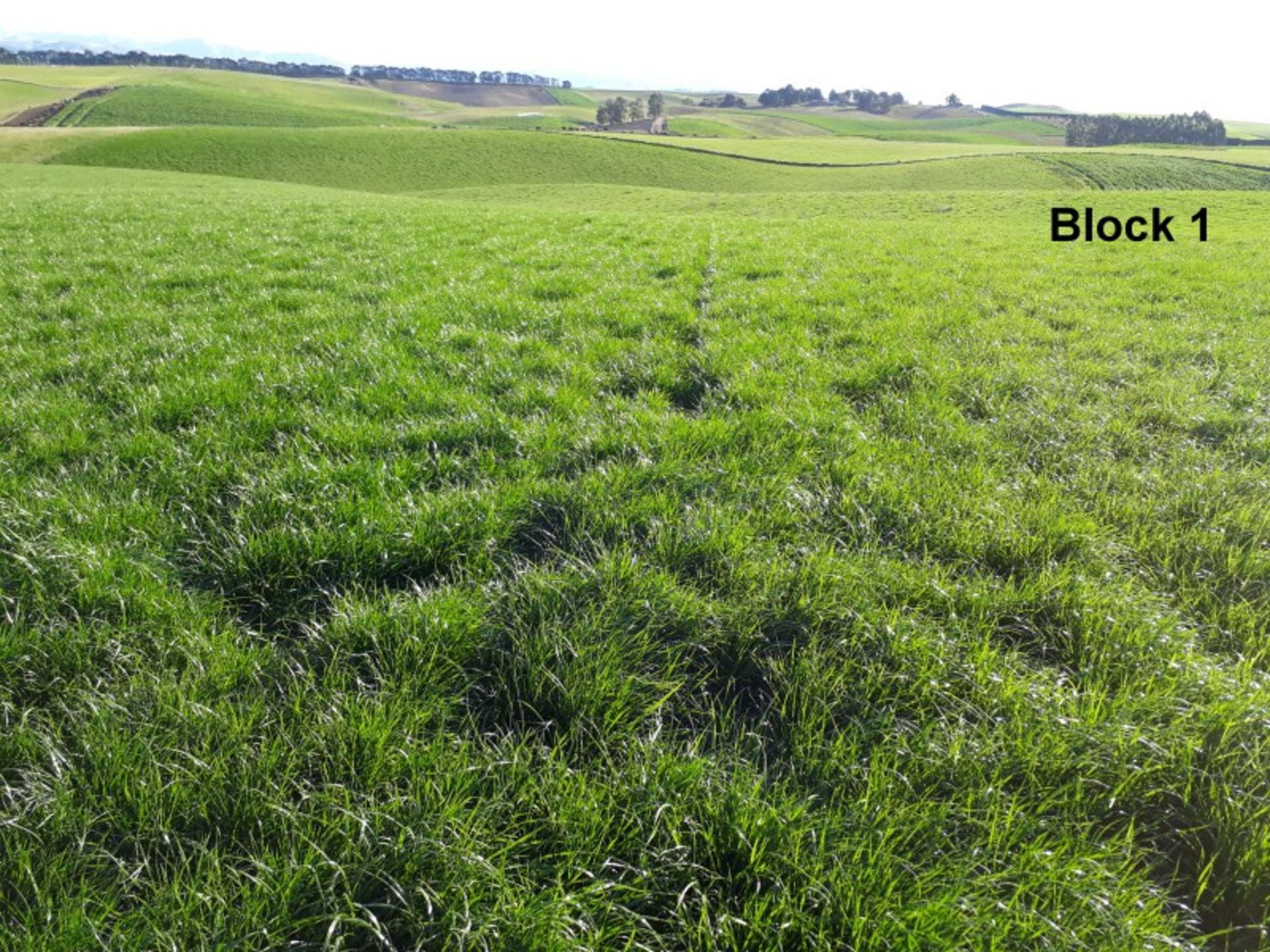 211 Whitstone-Five Forks Road Five Forks and Surrounds_0