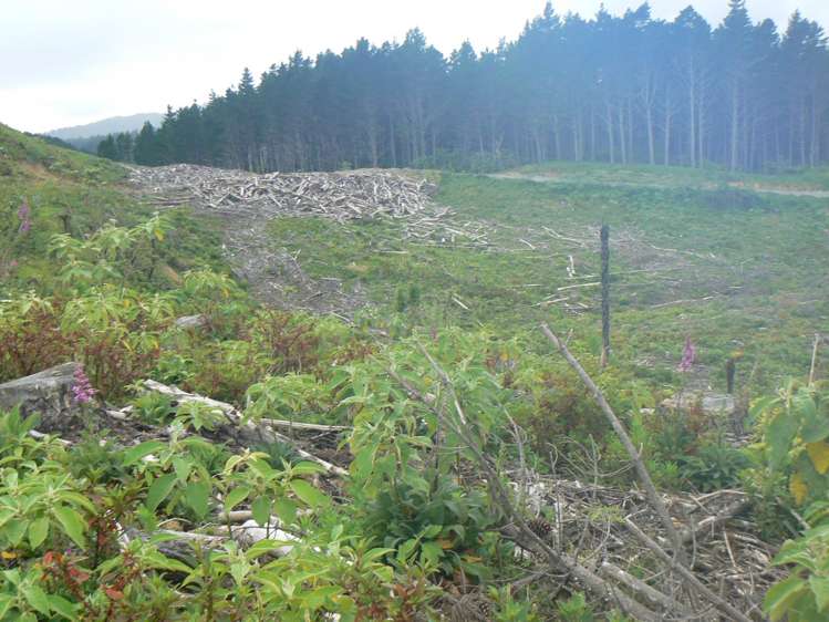 Lot 65 Stoney Creek Road Mangamuka_6