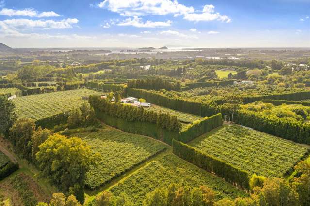 40 Woodland Road Tahawai_3