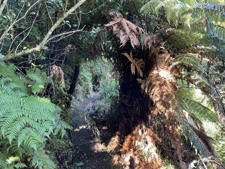 108c Ferguson Road Whatawhata_35