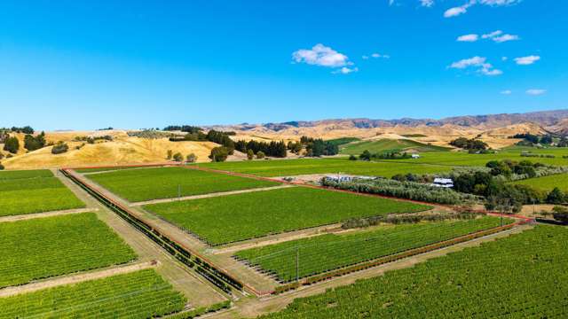 Quality sauvignon blanc and chardonnay vineyard