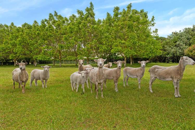 3 River Road Matawhero_27