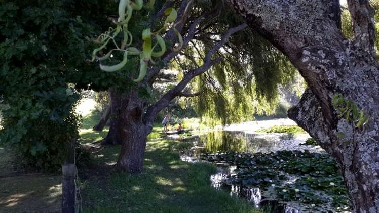 211 Onemana Drive Onemana_11