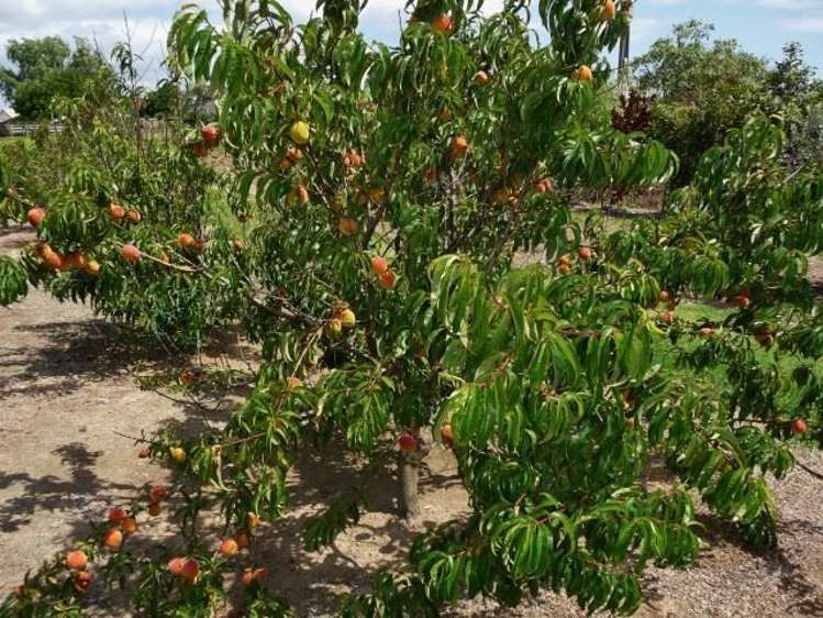 165a State Highway 1 Awanui_8