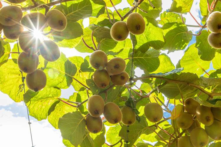 331 Maniatutu Road Pongakawa_6