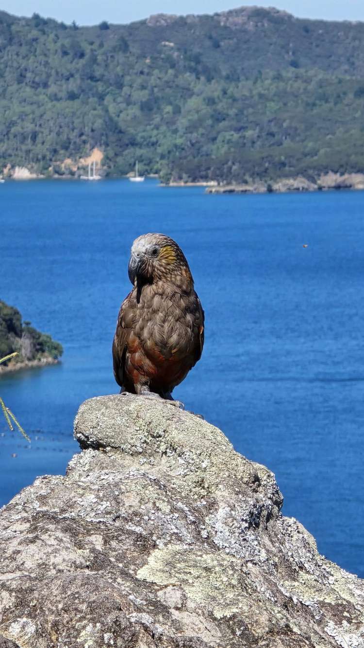 205 Kaiaraara Bay Road Great Barrier Island (Tryphena)_14