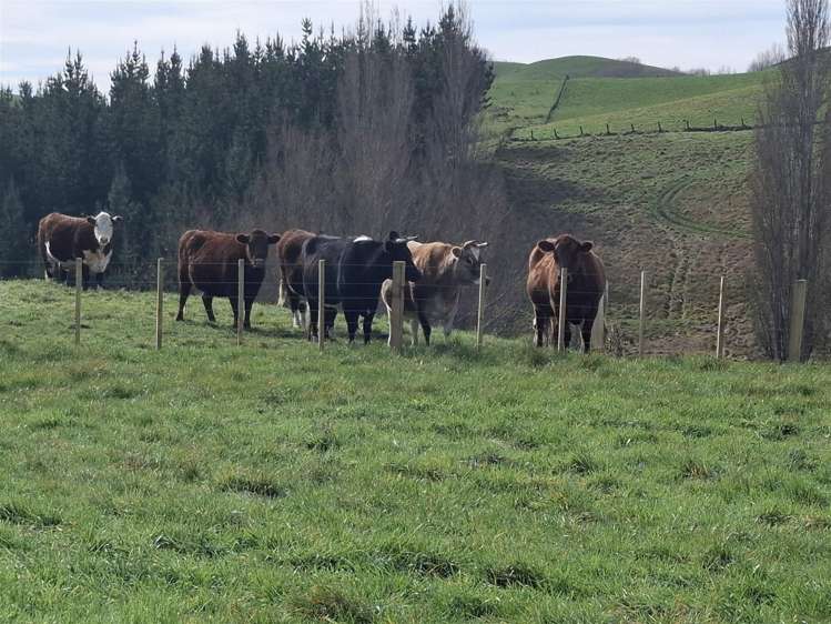 165 Peacock Road Waipukurau_2