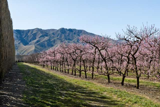 5221 Kurow Duntroon Road Duntroon_4