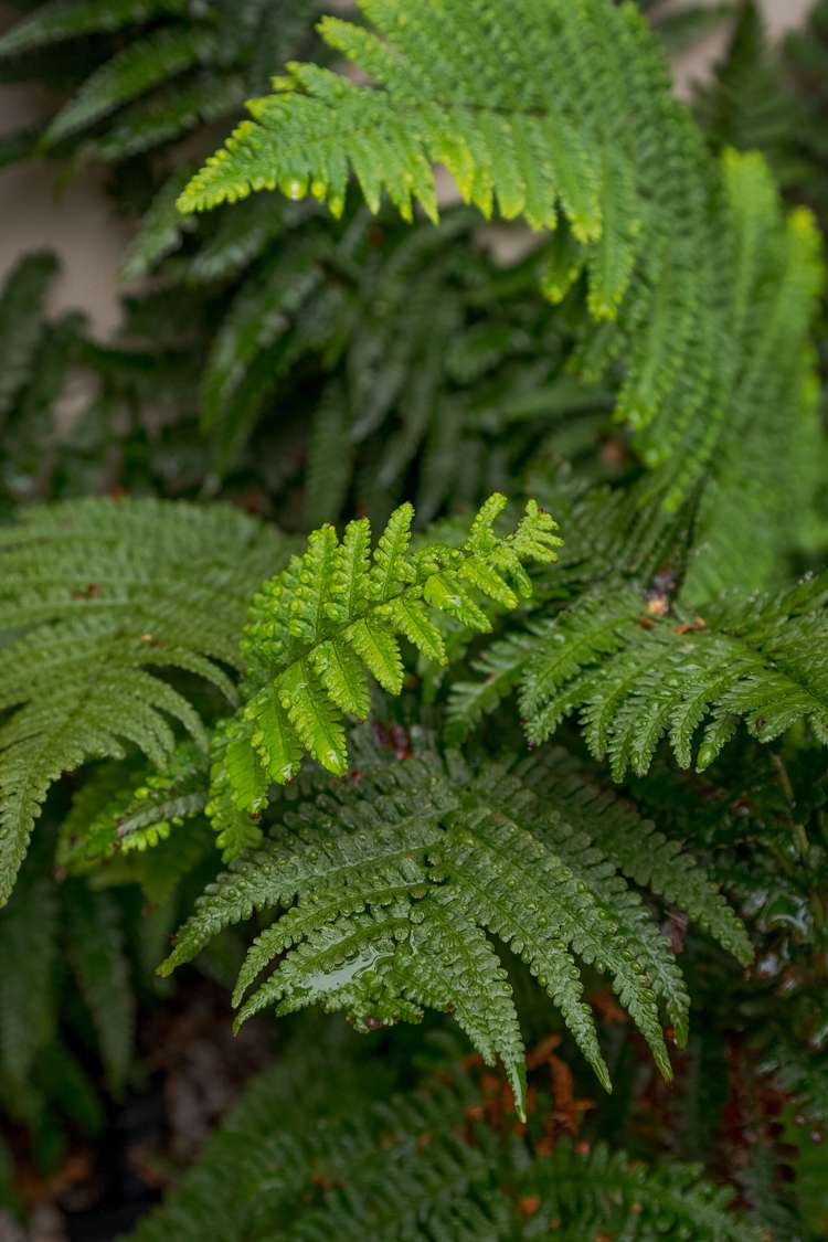 3/24 Seymour Street Hornby_12