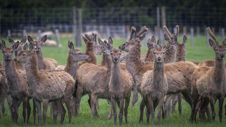 1007 State Highway 2 Masterton_10