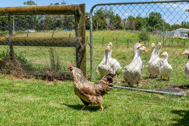 136 Mangapai Road Mangapai and Surrounds_8