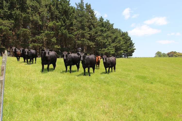 154 Te Rakehou Road Feilding_2