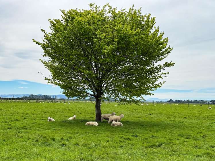 310 Drummond Oreti Road Oreti Plains_7