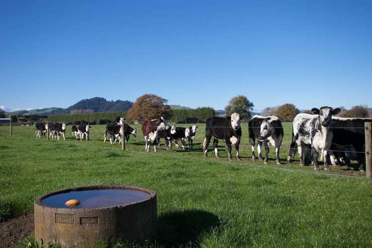 312b Marychurch Road Matangi_12