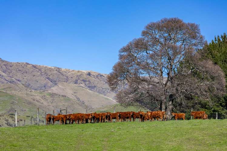 3487 State Highway 63 Wairau Valley_11