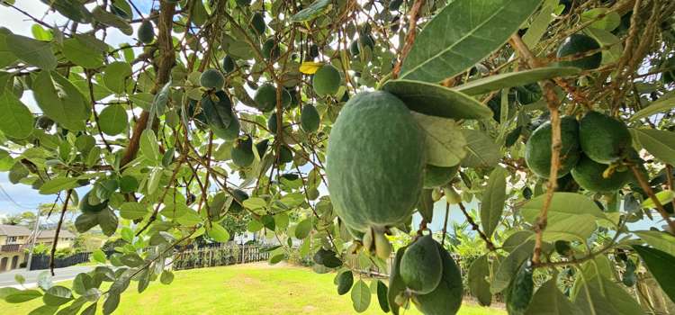 44 Marsden Point Road Ruakaka_12