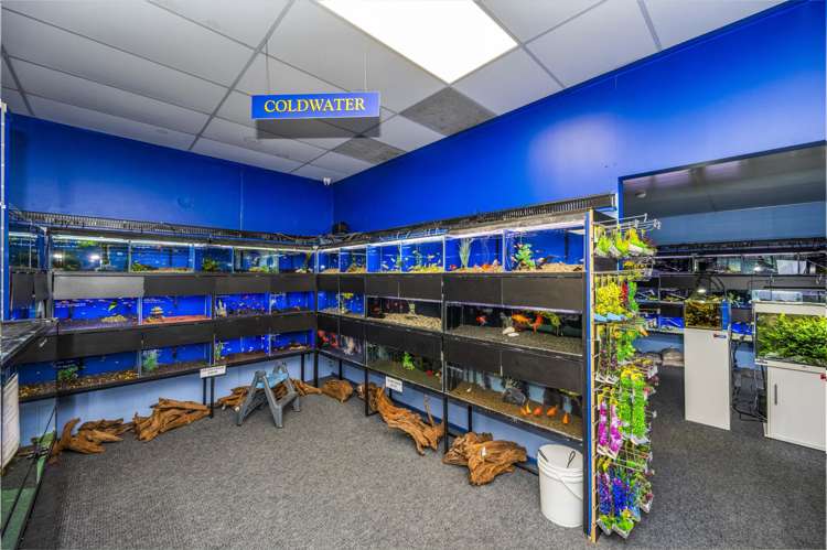 10/2 Tawa Drive Albany_5