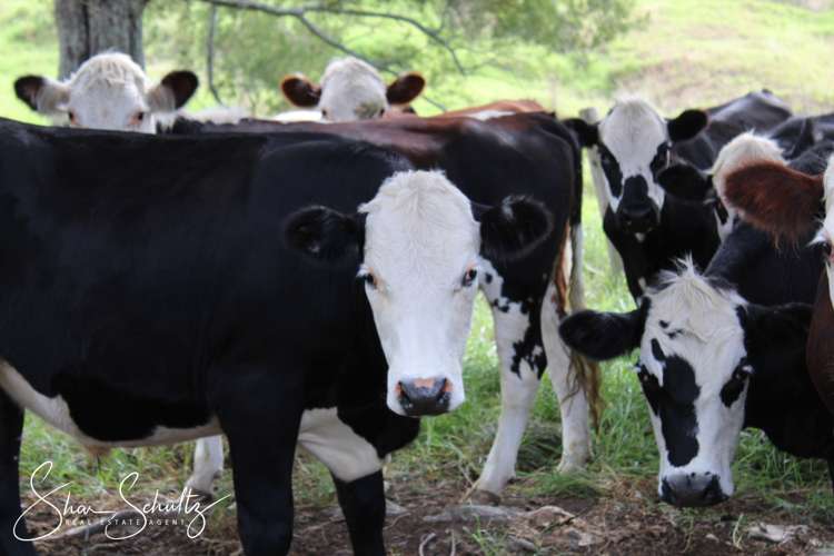 215c Heatley Road Whakapirau_30