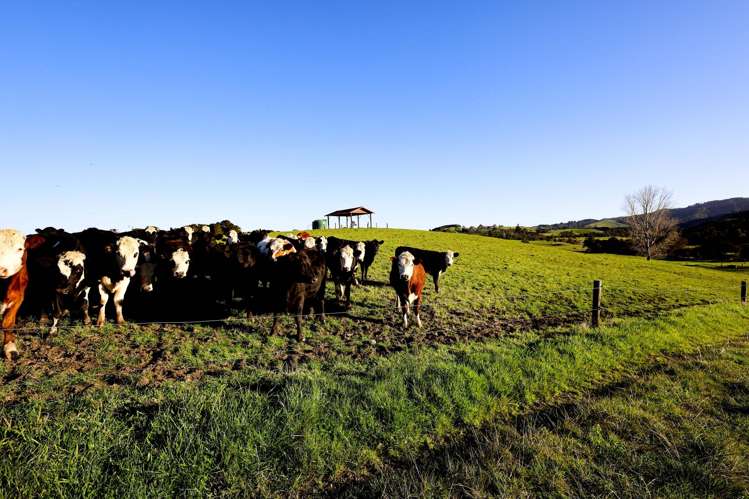 1177c East Coast Road Kaiaua_12