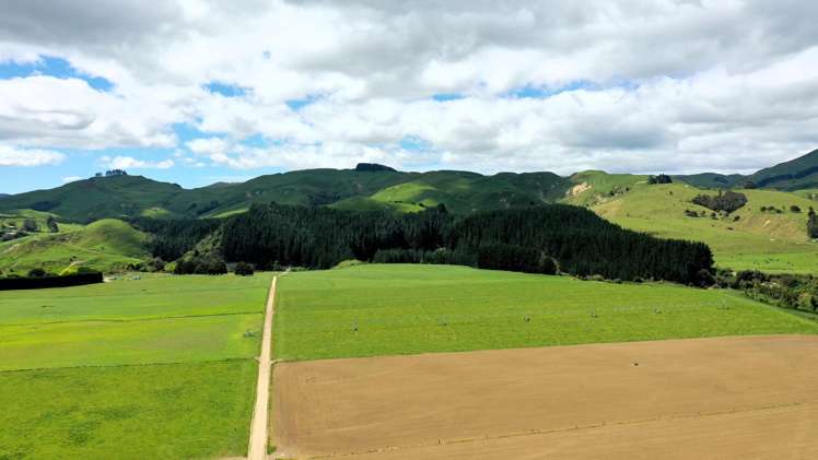 236 Tower Street Ormondville_14