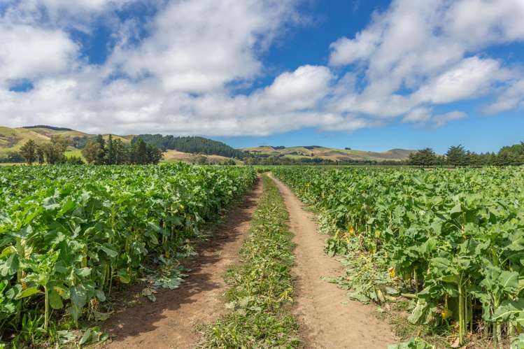 359 Hurunui Mouth Road Domett_47