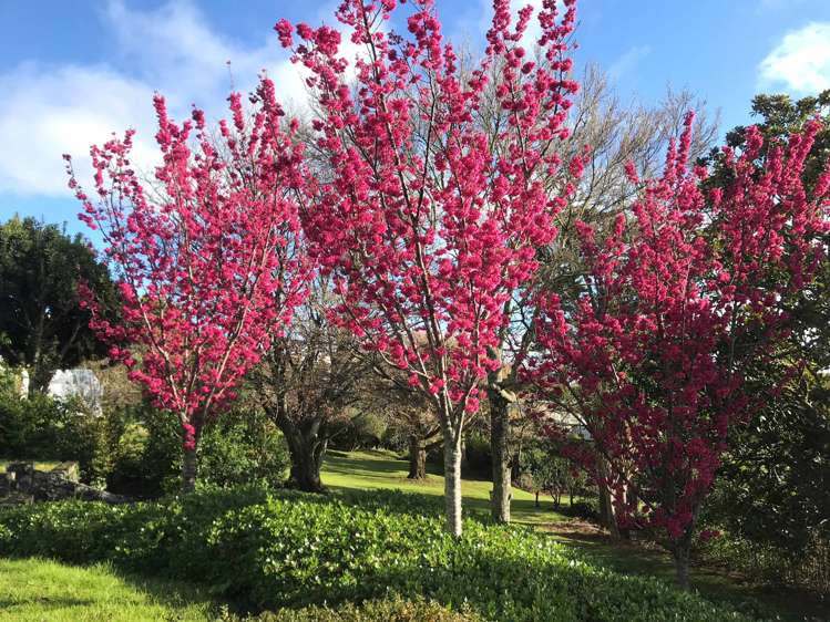 6/186 Remuera Road Remuera_19