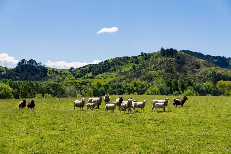 Lot Lot 2 DP 578365, Poynter Road Te Karaka_7