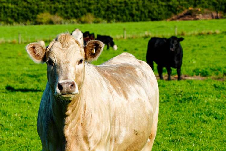 525 Woodlands-Morton Mains Road Morton Mains_6