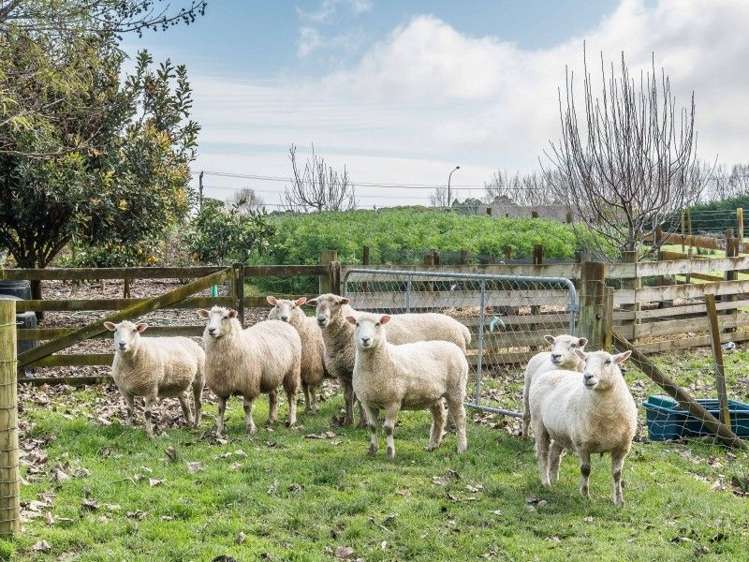 11 Kebbell Drive Waikanae_16