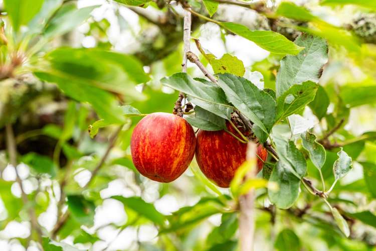 174 Whatitiri Road Maungatapere_29