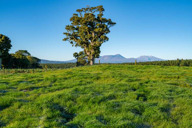 2709 State Highway 41 Kuratau_7