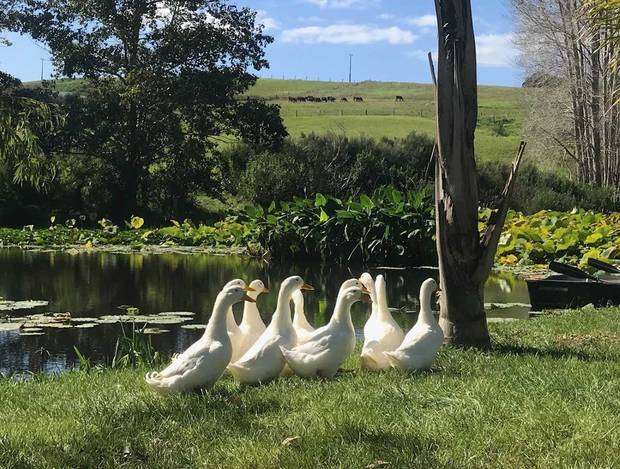 Peking ducks lake-side at the Matakana resort style property