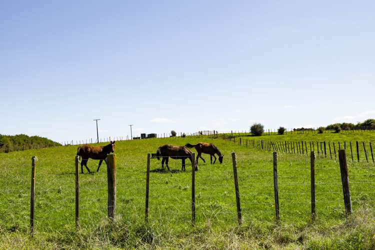 679 State Highway 23 Whatawhata_18