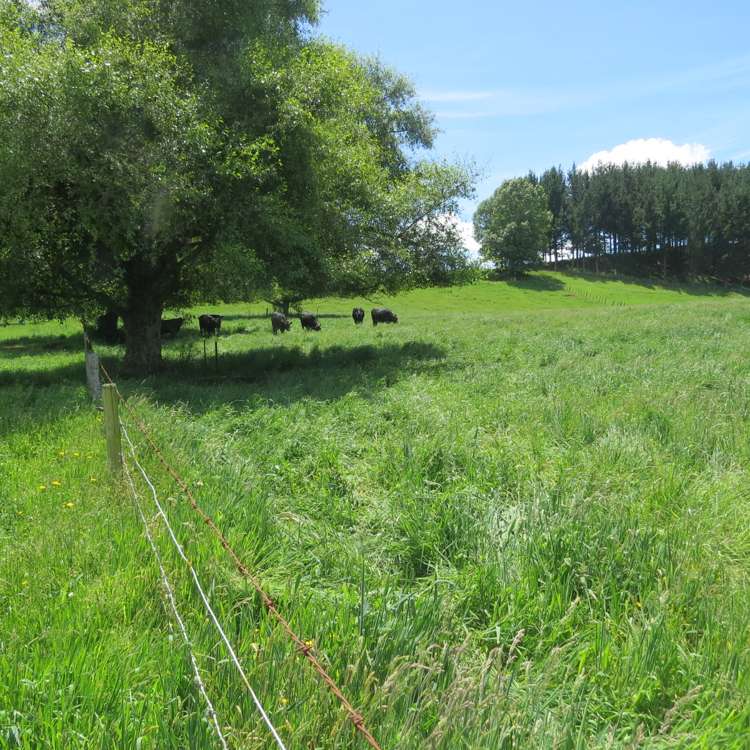 Whawharua Road Otorohanga_5