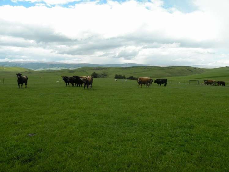 902 Moa Flat Road Ettrick_18