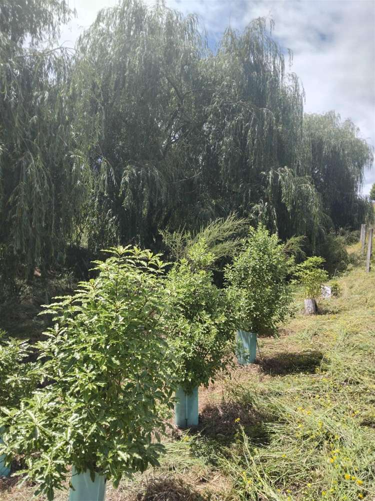 41 Harley Ridge Upper Moutere_11