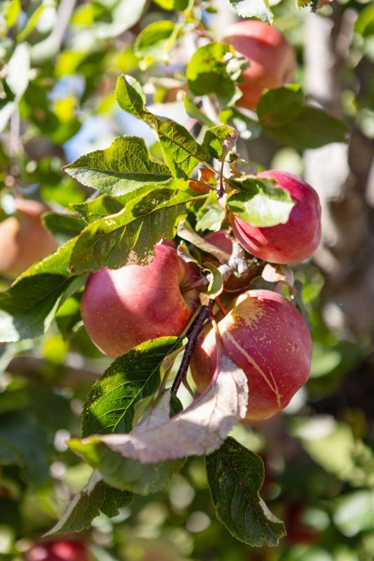 20A Tiora Place Upper Riccarton_25