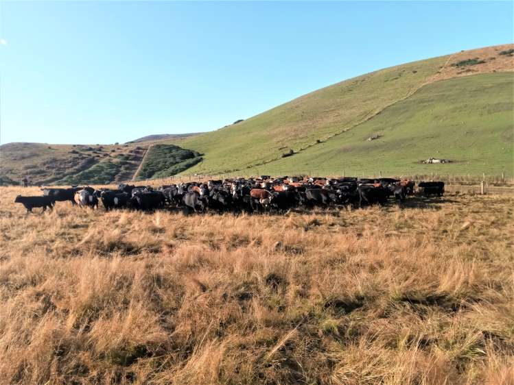 265 Glenfalloch Road Catlins Surrounds_4